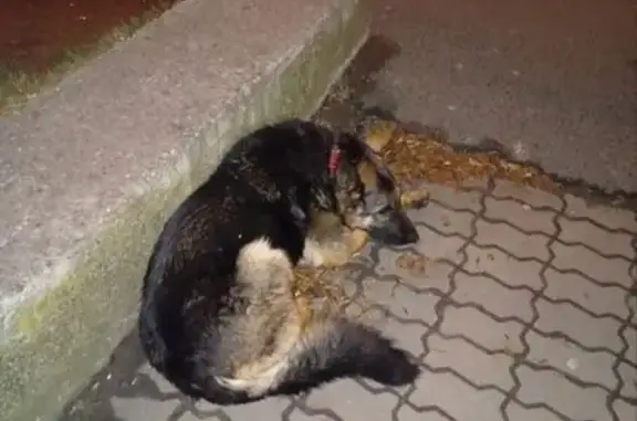 Найдена собака, Калининград, фото: Овчарка найдена: ул. А. Невского, Калининград