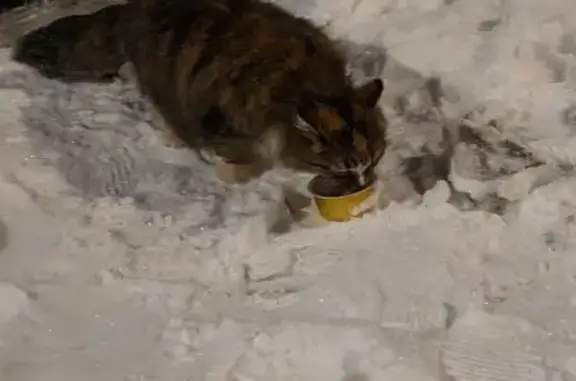 Найдена кошка, Королёв, фото: Трёхцветная кошка найдена: Королёва, 3Д