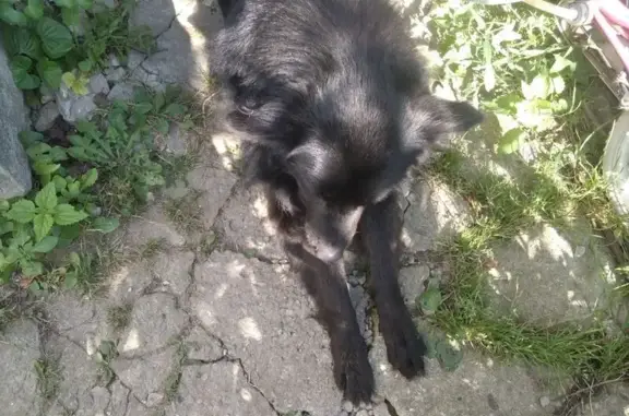 Пропала собака, Частинские Выселки