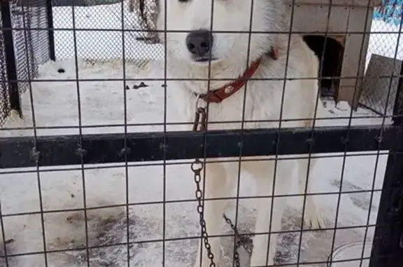 Пропала хаски, ул. Толбухина, 11, Грязи