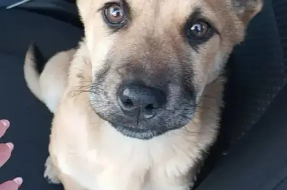 Найдена собака, Екатеринбург, фото: Щенок найден: Аграрная ул, 37, Екатеринбург