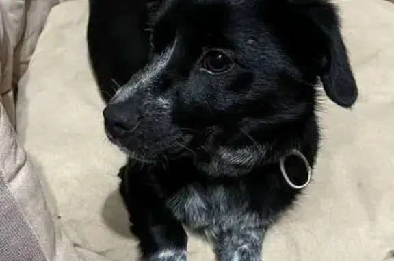 Найдена собака, Белгород, фото: Собака найдена на Королёва 9А, Белгород