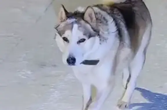 Найдена собака, Аннинское, фото: Собака найдена: Родниковая ул., 1, Аннино