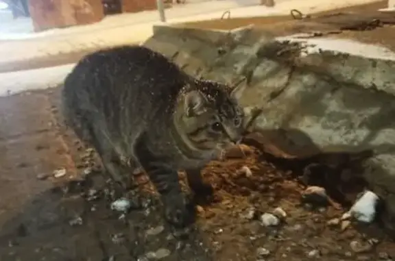 Найдена кошка, Тула, фото: Найдена домашняя кошка, Галкина 20, Тула