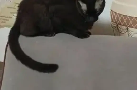 Пропал кот Барсик, Пионерская 23, Балашиха