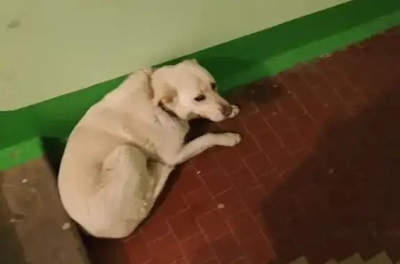 Найдена собака, Новочебоксарск, фото: Потеряшка с ошейником на Советской 15