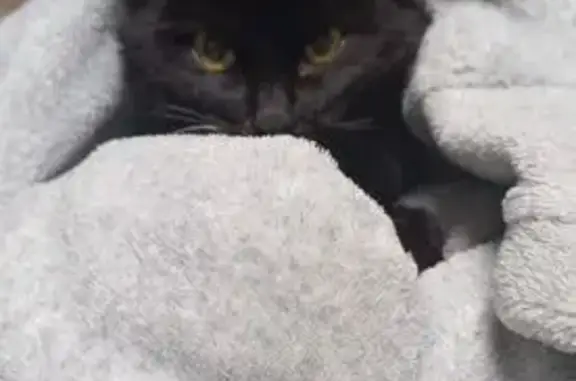 Найдена кошка, Нармонское, фото: Чёрный котёнок найден в Тетеево