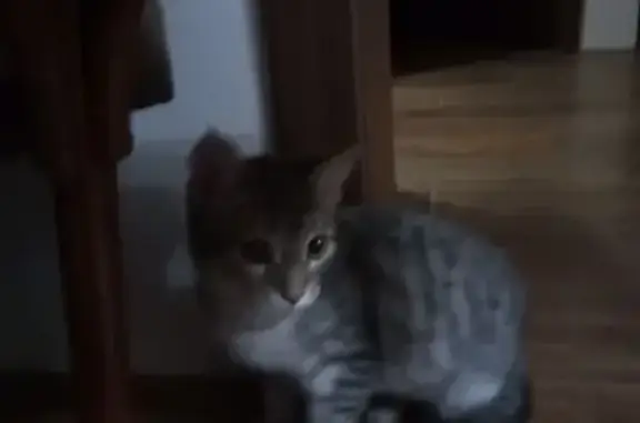 Найдена кошка, Бор, фото: Кошка найдена: Бор, Красногорска, 10