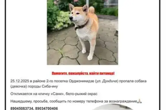 Пропала собака, ул. Дундича, Ростов-на-Дону