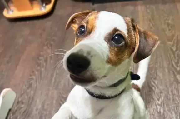 Пропала собака у дома Кулакова 47/1