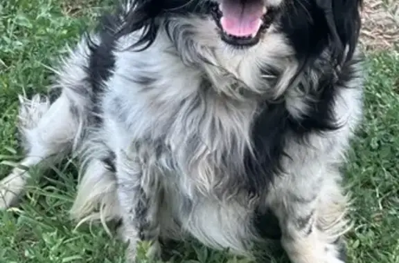 Спаниель пропал на Красной площади, Москва