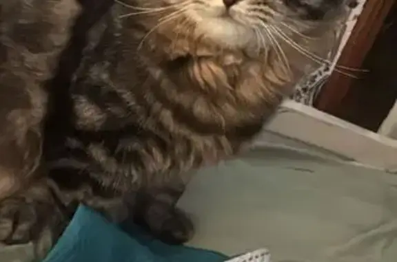 Пропала кошка Боня, Херсонская 30 к2