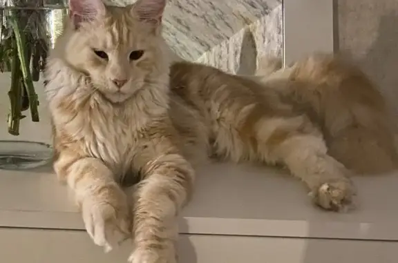 Пропала кошка, Рубиновая 21, Заозерье