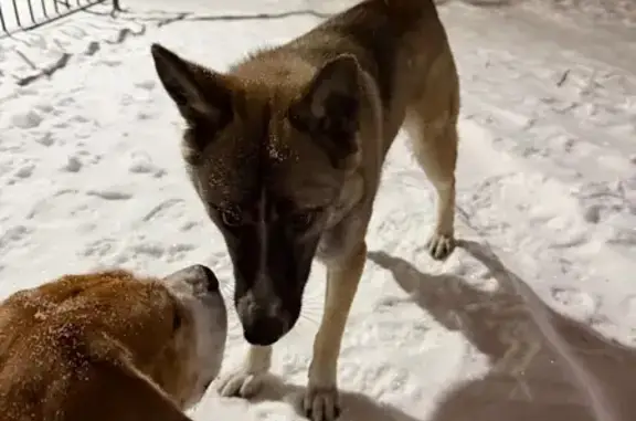 Найдена собака, Челябинск, фото: Собака найдена: Краснопольский 25, Челябинск