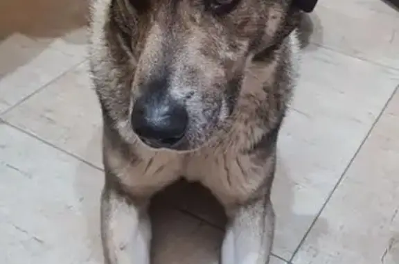 Найдена собака, Видное, фото: Собака найдена, Олимпийская ул., Видное