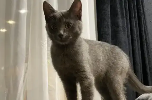 Найдена кошка, Тула, фото: Кот найден в Туле на ул. Ложевой