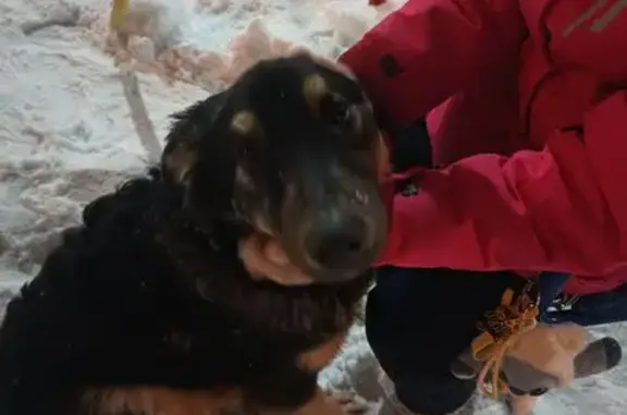 Найдена собака, Пенза, фото: Щенок найден на площадке Чапаева 83