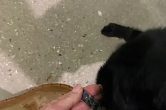 Найдена собака, Зеленоград, фото: Собака найдена, Зеленоград, Москва