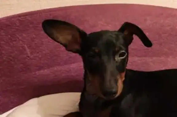 Пропала собака, Коммунарка, Лыжная трасса