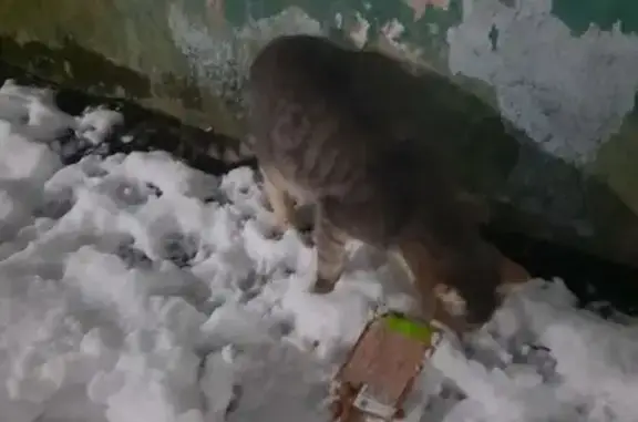 Найдена кошка, Ярославль, фото: Кошка найдена: Индустриальная ул., Ярославль