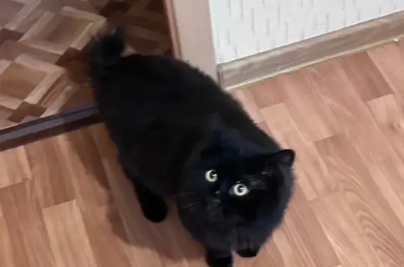 Найдена кошка, Владимир, фото: Найдена кошка, ул. Верхняя Дуброва 23