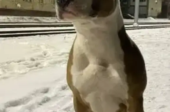 Пропала собака Челси, Саратов.