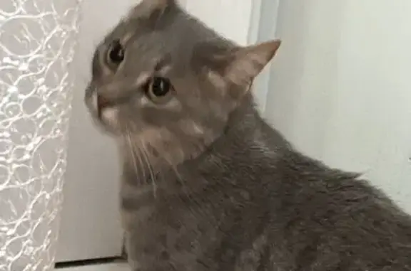 Найдена кошка, Орехово-Зуево, фото: Кошка найдена: Бугрова, 8, Орехово-Зуево