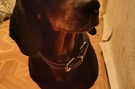 Найдена собака, Ставрополь, фото: Такса найдена у базара, ул. Шаумяна 1