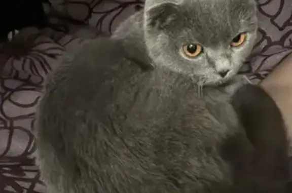 Найдена кошка, Пенза, фото: Кошка найдена на ул. Клары Цеткин, 29