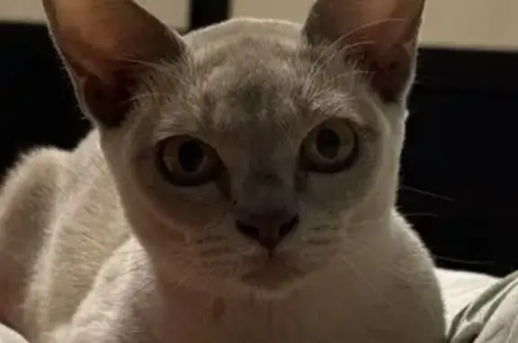 Пропала кошка, Санкт-Петербург