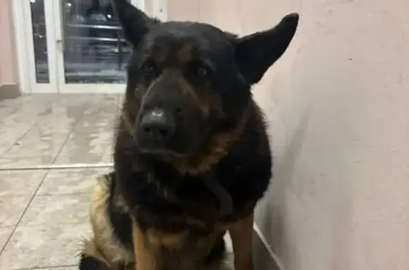 Найдена собака, Одинцово, фото: Собака найдена: Одинцово, Северная 5 к3