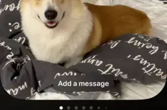 Пропала собака, Солнечная ул., Чишмы