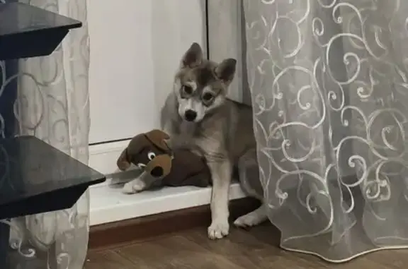 Найдена собака, Липецк, фото: Собака найдена на Луговой, 7, Липецк