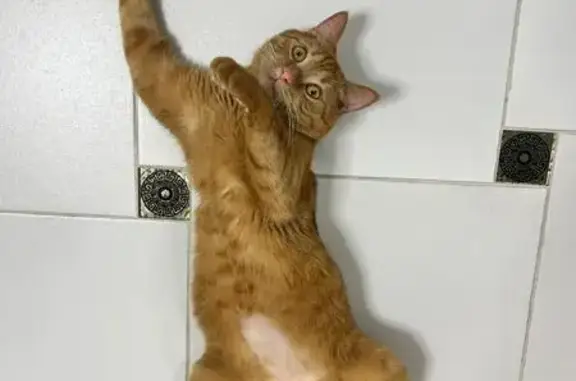 Пропал рыжий кот, Домодедово, 610