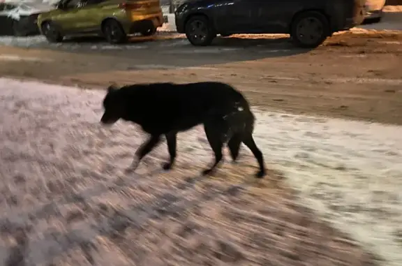 Найдена собака, Москва, фото: Собака найдена на Берзарина, 30А, Москва