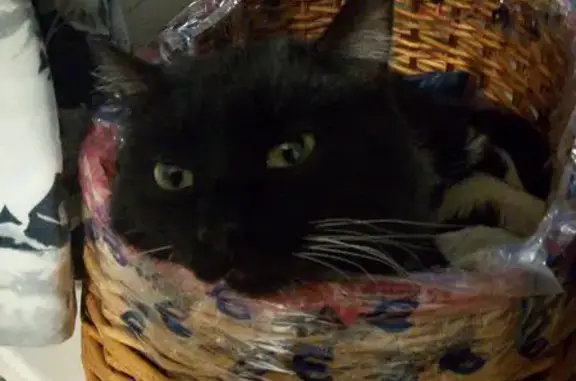 Объявления о пропавших и найденных животных, Хабаровск, фото: Кошки найдены: Владивостокское шоссе, Хабаровск