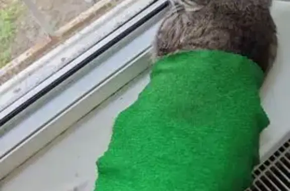 Пропала кошка, ул. Латышских Стрелков, 33