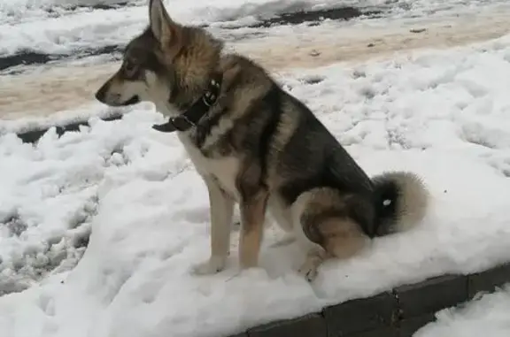 Пропала собака, Верхняя ул., Судское