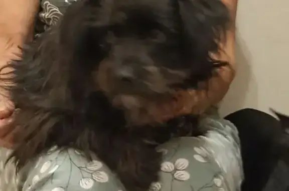 Собаки потеряшки, Тугургой, фото: Потеряшка собака, Шоссейная ул., Тугургой