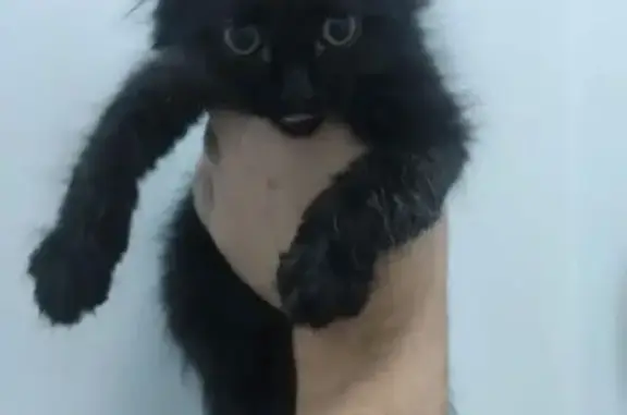 Найдена кошка, Липецк, фото: Котенок найден на ул. Фурсова, 6, Липецк