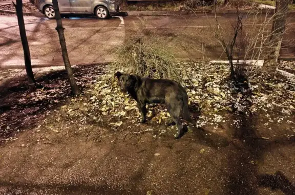 Найдена собака, Краснодар, фото: Найдена собака, Московская ул. 4, Краснодар