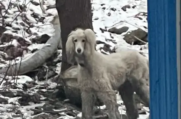 Найдена собака, Владивосток, фото: Собака найдена: Светланская 109, Владивосток