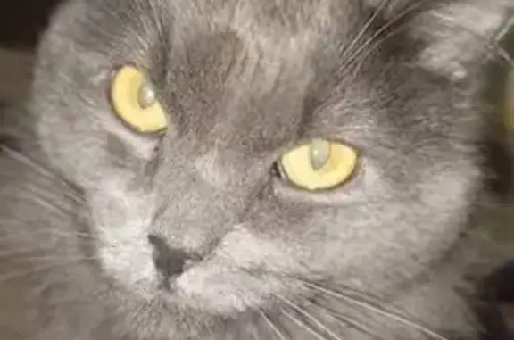 Пропала кошка на ул. Гагарина, 45, Чебоксары