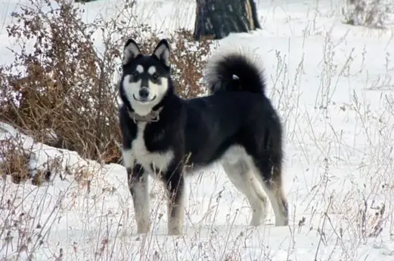 Пропала собака, ул. Штойко, 65А, Тамбовка