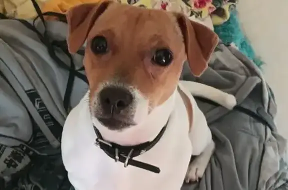 Пропала собака, Таганская 24 к2, Екб