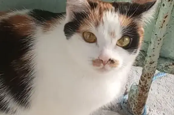 Пропала кошка, ул. Доватора 33/1, НСК