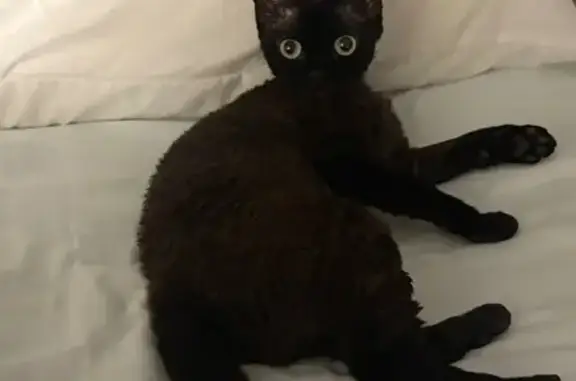 Пропала кошка Девон Рекс, Крыленко 2А