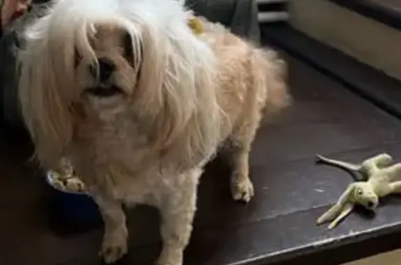 Пропала собака на ул. Кооперативная, Малые Колпаны