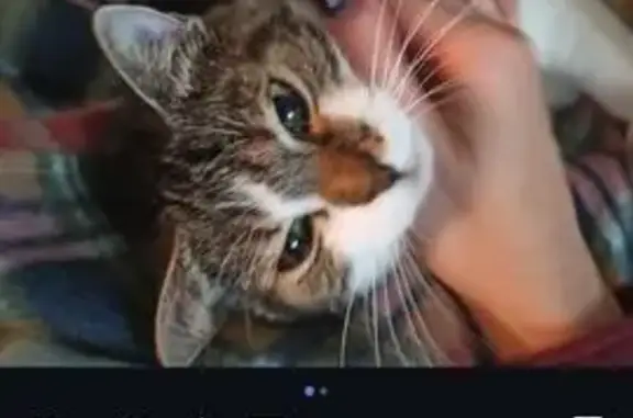 Пропала кошка, ул. Гайдара, Калининград