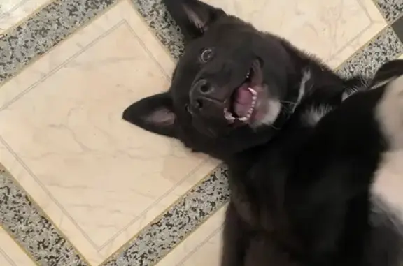 Найдена собака, Кстово, фото: Найден щенок, пр. Победы 1, Кстово